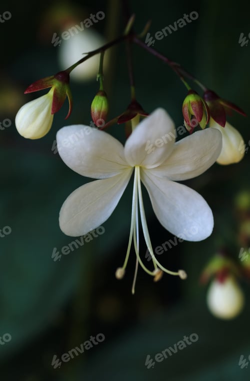 Preview: Close-up view of the white flower with tiny long pollen