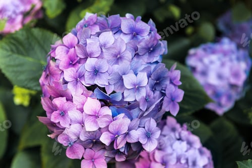 Preview: Hydrangea Flowers in the Garden