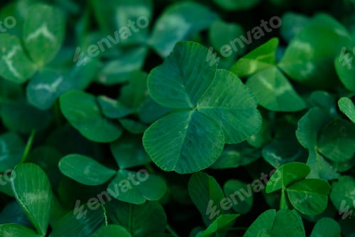 Vista previa: Close-up of green clover leaves. Abstract natural soft background with copy space, top view. Lucky I