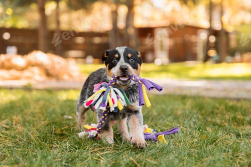 Preview: Australian cattle dog puppy outdoor. Blue and red heeler dog breed. Puppies on the backyard. Dog lit