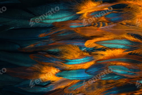 Preview: Close up photo of rooster wing, paradise bird plumage.