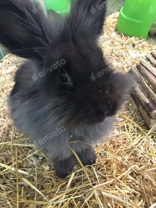 Preview: Cute rabbit