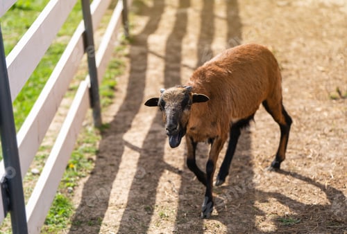 Preview: Cameroon sheep is grazing in paddock or zoo cage. Animal concept