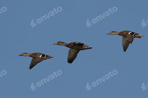 Preview: Three ducks flying in a clear blue sky