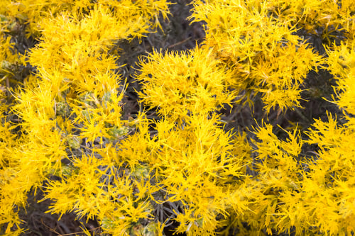 Preview: Chamisa wildflowers in bloom