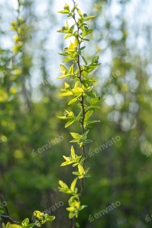 Preview: A branch with young leaves in natural conditions in spring.