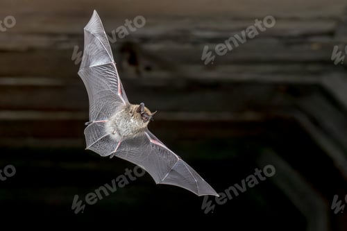 Preview: Whiskered Bat flying in Natural Environment