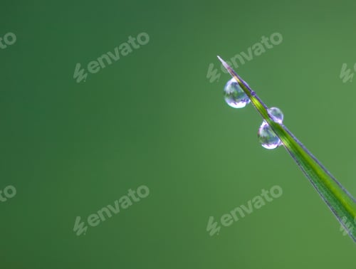 Preview: Closeup of green grass with water drops. Morning dew on summer field.