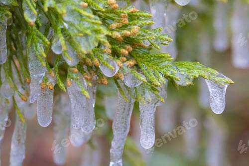 Preview: Closeup of Frozen ice hanging from tree leaves