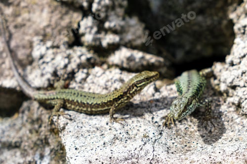 Preview: A lizard sits atop a rocky surface, basking in the sunlight.