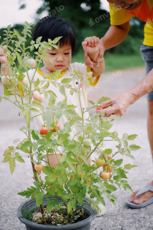 Preview: Tomato picking