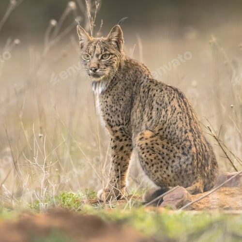 Preview: Iberian lynx on Bright Background