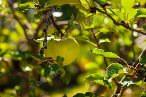 Preview: Apple tree with green apples. Fresh yellow apple growing on branch in the garden colorful sunbeams.