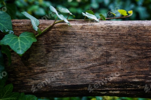 Preview: wooden texture with green nature background, copy space