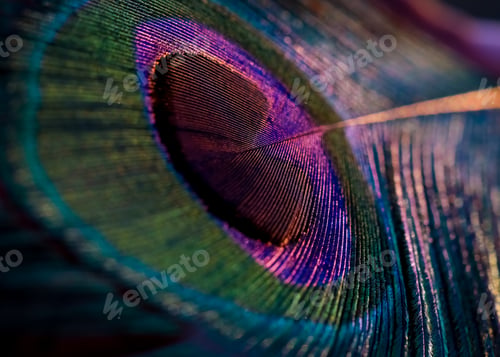 Preview: Closeup of peacock colourful feather.