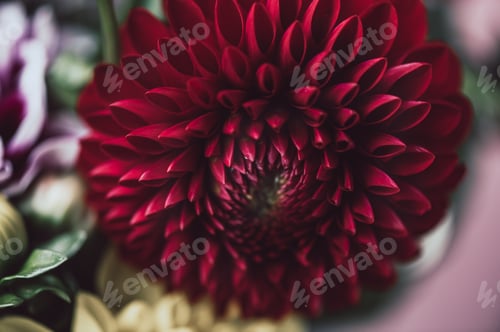Preview: Bunch of dahlias