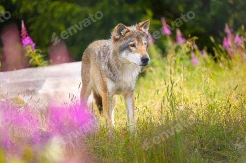 Preview: Beautiful large adult male grey wolf in beautiful grass meadow in the forest