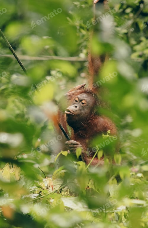 Preview: Orangutan observing its surroundings at the Kota Kinabalu Zoo during a sunny day