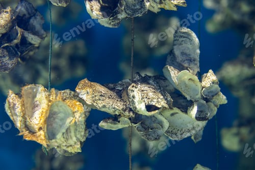 Preview: Aquaculture of the oyster under the sea