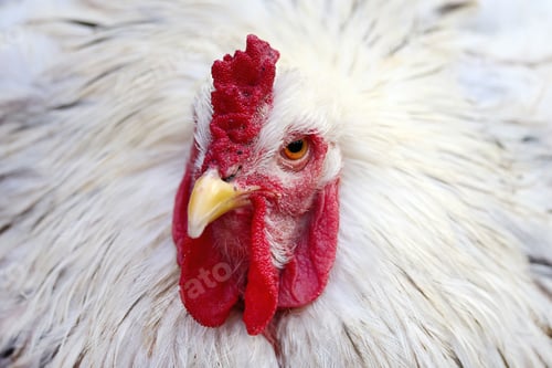 Preview: White Rooster with bright red comb and wattle