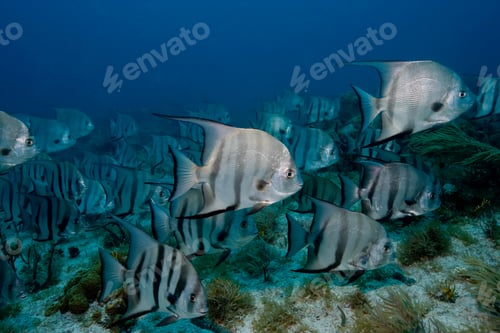 Preview: School of Atlantic spadefish.