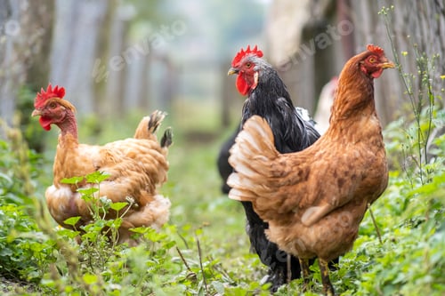 Preview: Chicken feeding on traditional rural barnyard. Hens on barn yard in eco farm.