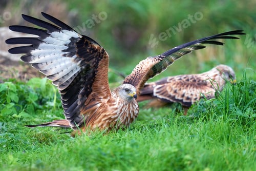 Preview: Red kite (Milvus milvus)