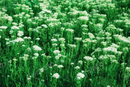 Preview: Green meadow with white wildflowers