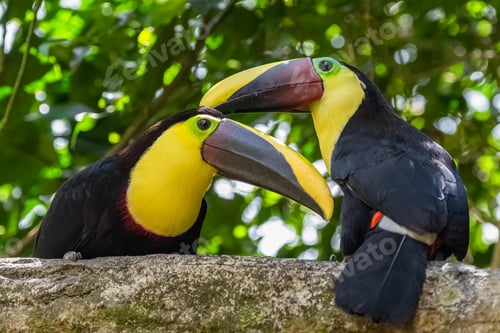 Preview: toucan, bird, colours, tropics