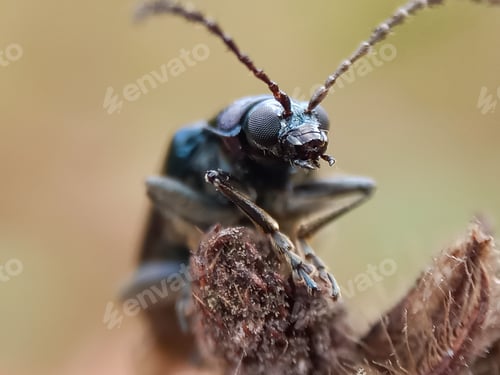 Preview: Beetle bug