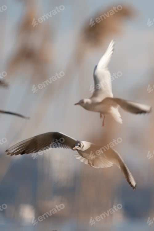 Preview: Flying seagulls in the air on the Danube in Vienna