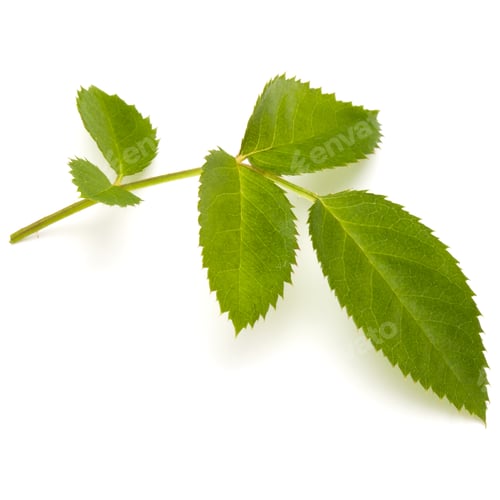 Preview: Green rose leaf isolated on white background cutout