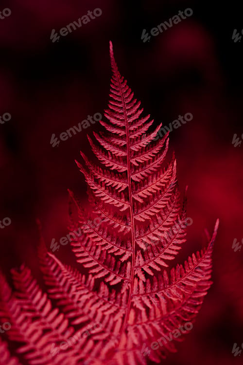 Preview: 2023 color Viva Magenta, dark moody faded autumn leaf background, brown fall plants decay