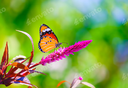 Preview: Plain Tiger butterfly is perching and sucking nectar from pink Celosia argentea in botanical garden