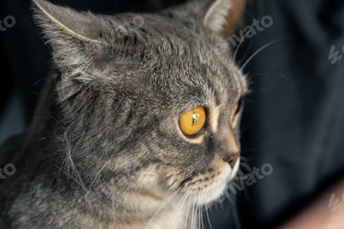 Preview: close-up of a Scottish gray cat with large yellow eyes well-groomed pet visiting a grooming salon