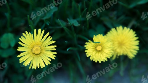 Bright Yellow Dandelions in the Green Grass