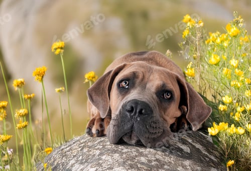 Preview: puppy cane corso