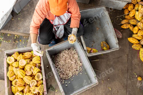 Preview: Cocoa beans and cocoa pod on a wooden surface.