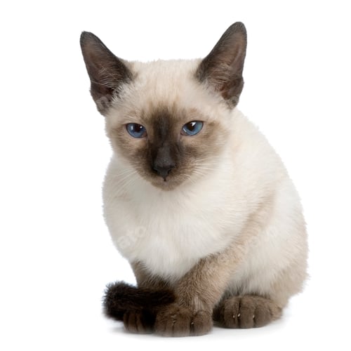 Preview: Kitten Siamese