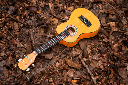 Preview: ukulele or small guitar stand on the ground with dry leaves. music concept with copy space