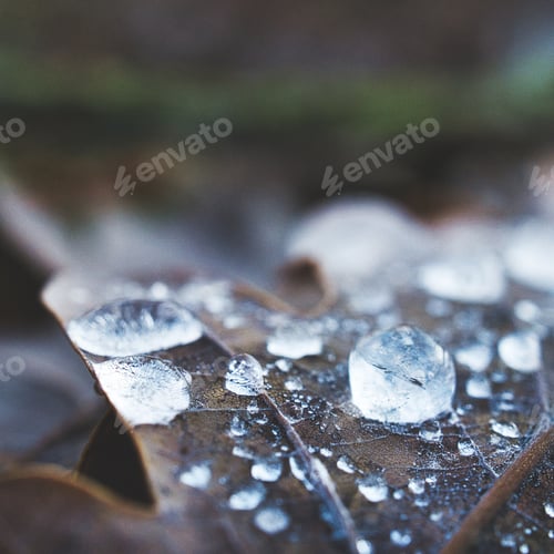 Preview: Selective shot of the drops in the autumn leaf