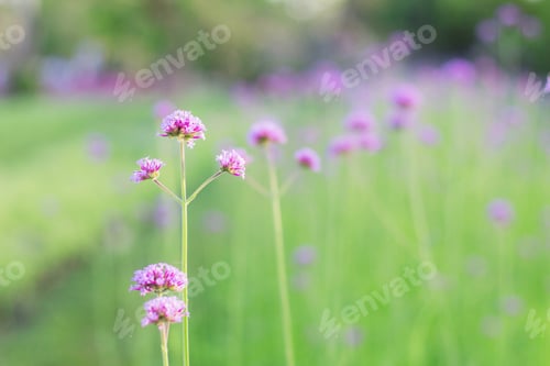 Preview: Purple flowers with beauty