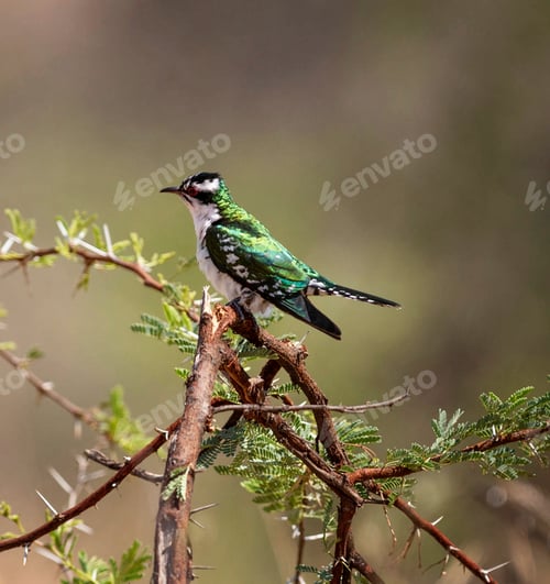 Preview: A Creative South Africa Wildlife picture of World
