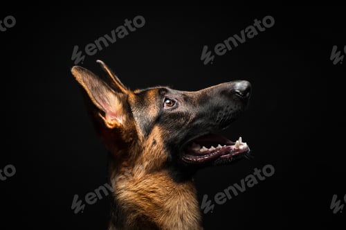 Preview: Portrait of a German shepherd in front of an isolated black background