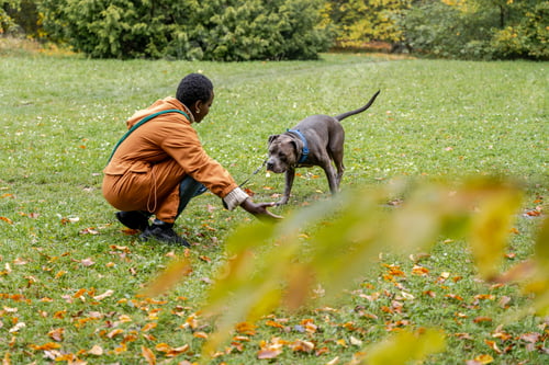 Preview: Dark-skinned woman crouching to guide strong gray dog during autumn walk