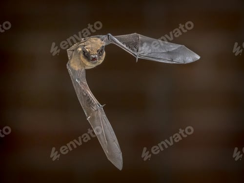 Preview: Flying Pipistrelle bat in front of brick wall
