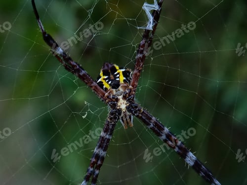 Preview: Spider
