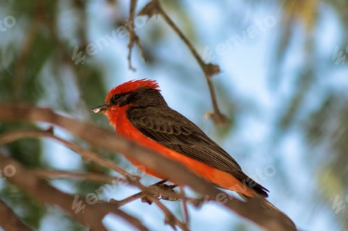 Preview: Robin wing