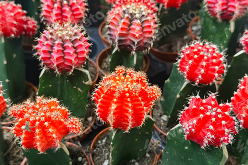 Preview: Red grafted moon cacti in small pots at a nursery