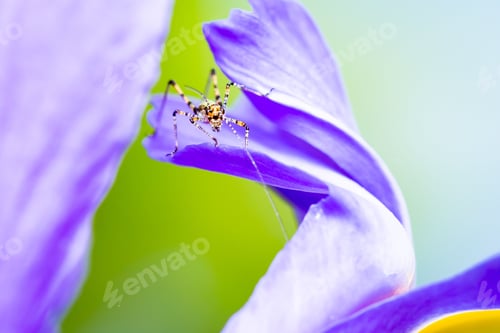 Preview: Purple flower with insect inside it against green background